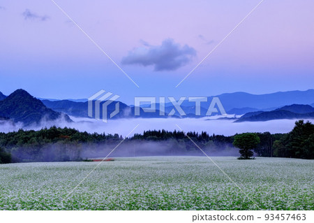 高經高原的一片雲海和一片蕎麥田 93457463