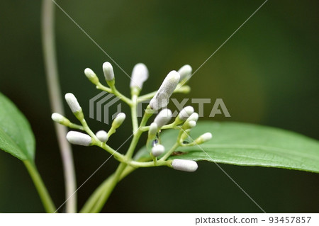 Hexokazura flowers Hexokazura flowers 93457857