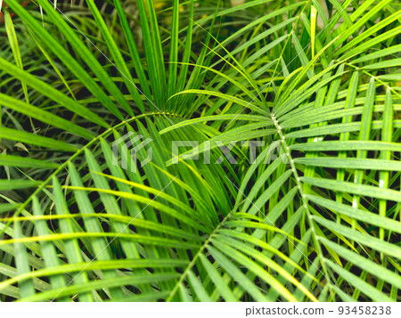 Tropical plants in greenhouse. Lianas and palm tree branches with green leaves in glasshouse. Tropical plants in greenhouse. Lianas and palm tree branches with green leaves in glasshouse. 93458238