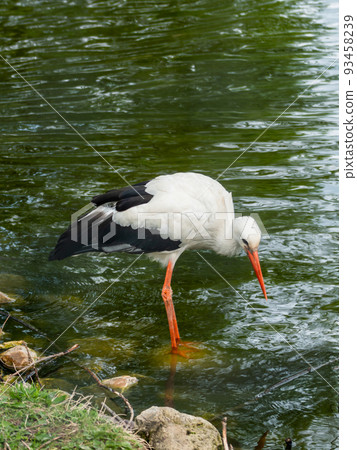 White stork or Ciconia ciconia is fishing in pond. Large bird is hunting for fishes in water. White stork or Ciconia ciconia is fishing in pond. Large bird is hunting for fishes in water. 93458239