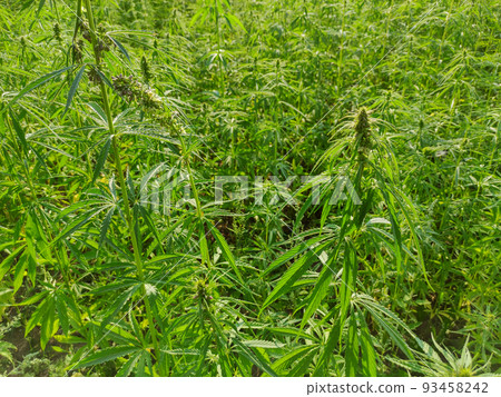 Agricultural field of hemp or cannabis. Growing annual herbaceous flowering plant for industrial needs. 93458242