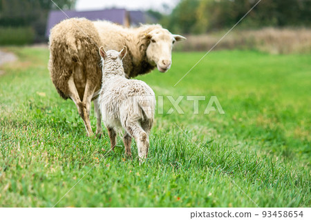 Brown sheep and lamb graze on farmers pasture. Rural life, cattle breeding. 93458654