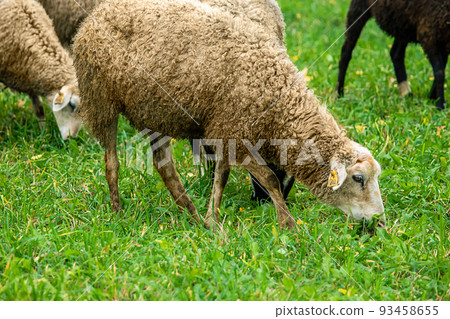Domestic white and brown sheep eat green grass in meadow. Farm cattle graze on pasture. 93458655