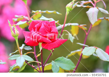 玫瑰花奧利維亞 93458701