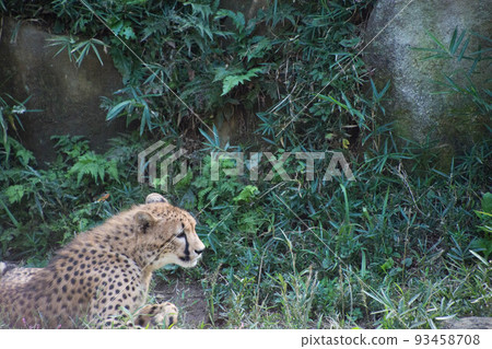  獵豹 93458708