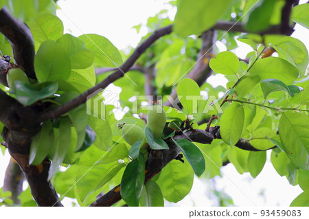 The fruit of Karin 93459083