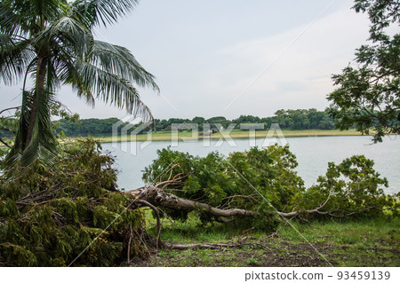 The tree was destroyed by the storm's intensity The tree was destroyed by the storm's intensity 93459139