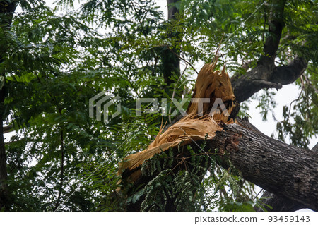 The tree was destroyed by the storm's intensity The tree was destroyed by the storm's intensity 93459143