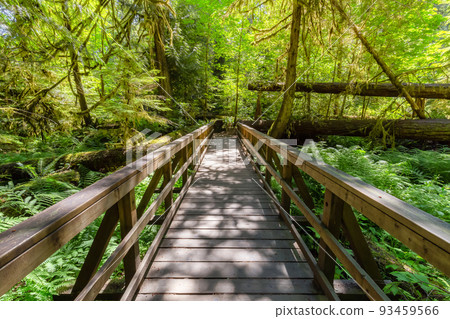 Trail in Lush Green Rain Forest in Pacific Northwest. Trail in Lush Green Rain Forest in Pacific Northwest. 93459566