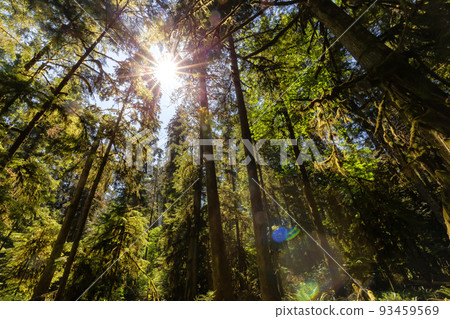 Lush Green Rain Forest in Pacific Northwest. MacMillan Provincial Park Lush Green Rain Forest in Pacific Northwest. MacMillan Provincial Park 93459569