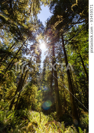 Lush Green Rain Forest in Pacific Northwest. MacMillan Provincial Park Lush Green Rain Forest in Pacific Northwest. MacMillan Provincial Park 93459571