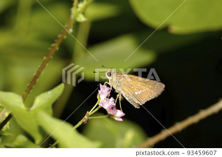 Ichimon dieselis 93459607