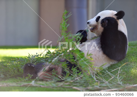 Yuihama happily eating bamboo Yuihama happily eating bamboo 93460066