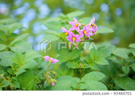 馬鈴薯花印加沒有覺醒 93460701