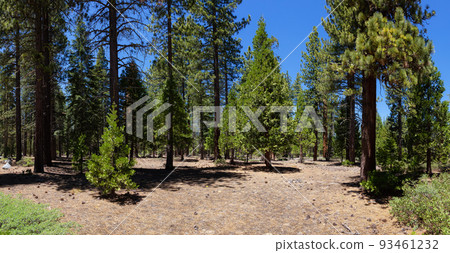 Panoramic View of Pine Tree Forest, Pine Needles, Pine Cones and Bushes on a Sunny Day 93461232