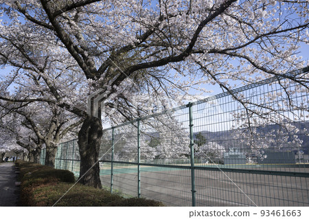 Stadium and row of cherry blossom trees in full bloom Stadium and row of cherry blossom trees in full bloom 93461663