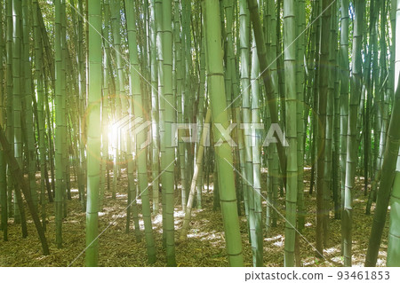 Thickets of bamboo grove with sunlight through the trunks, early morning Thickets of bamboo grove with sunlight through the trunks, early morning 93461853