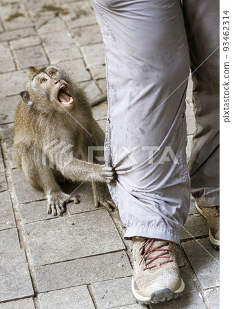Indonesia - Monkey tugs on persons pants to get attention 93462314
