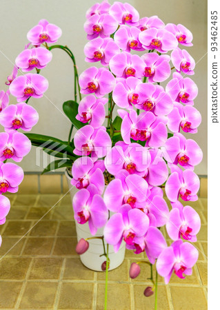Beautiful flowers and orchids "Kumamoto Flower and Greenery Exposition Venue Scene" Kumamoto Zoo and Botanical Garden 2022 (Spring) 93462485