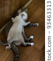 piggyback cat 93463313