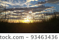 Susuki和夕陽 93463436