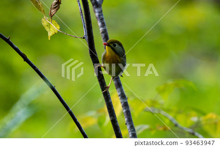 EOS5D.Hiroshima Shobara, the problem of too thin branches. 93463947