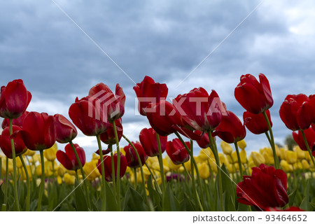Large field of red tulips in New Jersey 93464652