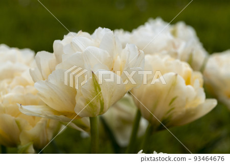 Selective focus of beautiful white tulips with green leaves 93464676