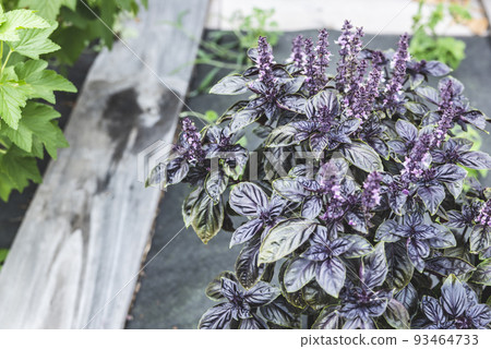 Selective focus. Purple Dark Opal Basil plant Stock Photo