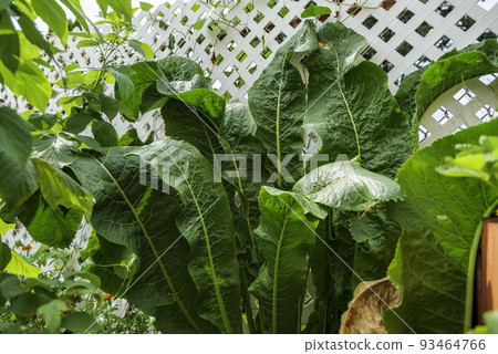 Large Horseradish bush lat. Armoracia Rusticana is a cultured plant popular in Russia, leaves and roots are used in cooking and medicine. 93464766