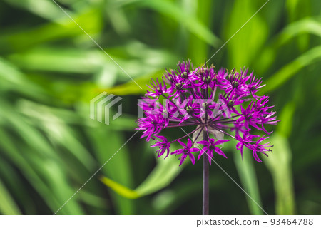 ornamental onion Allium ball shape on a long stem Spring summer garden green backdrop close up purple flowers ornamental onion Allium ball shape on a long stem Spring summer garden green backdrop close up purple flowers 93464788