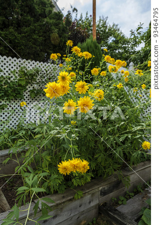 Heliopsis helianthoides, white and green sunflower leaves. Garden phlox paniculata flowers 93464795