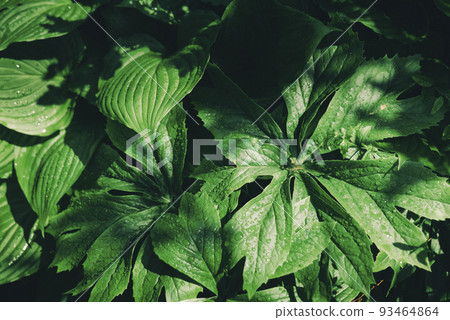 Leaves of Himalayan mayapple in garden. Sunny day. Leaves of Himalayan mayapple in garden. Sunny day. 93464864