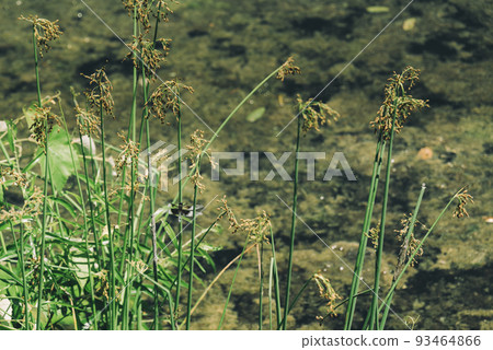 Dragonfly sitting on Juncus effusus Soft rush near water in New Jersey Botanical Garden 93464866