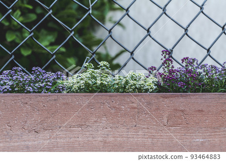 Alyssum flowers. Alyssum in sweet colors growing in a Brown painted wooden box in the backyard. Fence mesh behind. Flower Background. 93464883