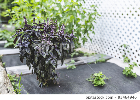 Selective focus. Purple Dark Opal Basil plant blooming in the garden bed, purple basil flowers. Seasoning of basil growing in the garden. Healthy herb used in salads. Selective focus. Purple Dark Opal Basil plant blooming in the garden bed, purple basil flowers. Seasoning of basil growing in the garden. Healthy herb used in salads. 93464940
