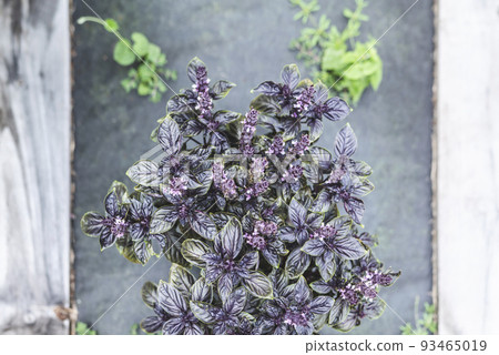 Selective focus. Purple Dark Opal Basil plant blooming in the garden bed, purple basil flowers. Seasoning of basil growing in the garden. Healthy herb used in salads. 93465019