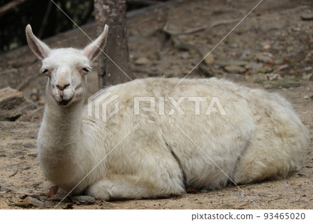 Llama relaxing with a smile 93465020