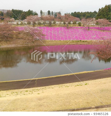 韓國江陵池塘花壇 韓國江陵池塘花壇 93465126