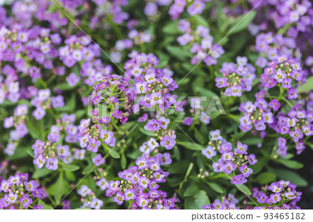 Selective focus of Alyssum flowers. Alyssum in sweet colors growing in a backyard. Flower Background. 93465182