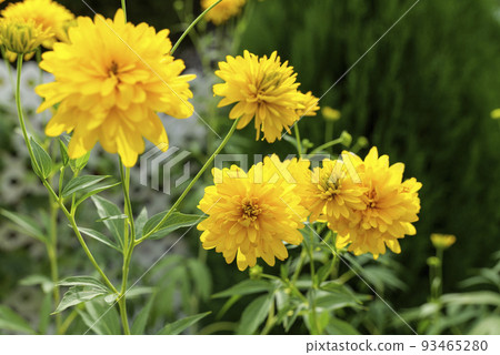 Blooming Rudbeckia laciniata, or golden balls in the garden close-up 93465280