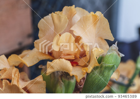 Beautiful orange iris flowers grow in the backyard. Close-up of a flower iris, natural background. Full Bloom trend. Beautiful orange iris flowers grow in the backyard. Close-up of a flower iris, natural background. Full Bloom trend. 93465389