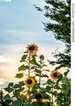 日落向日葵 93465538
