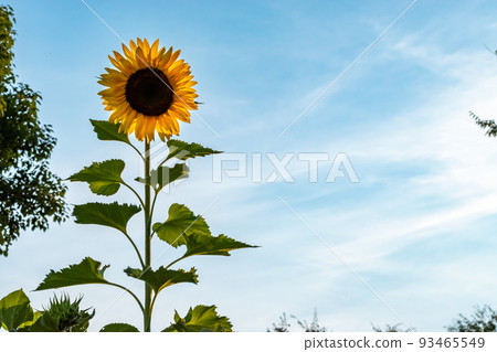 向日葵 向日葵 93465549
