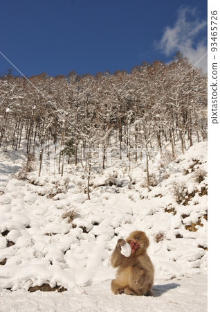 日本獼猴坐在雪地上觀察雪球 日本獼猴坐在雪地上觀察雪球 93465726