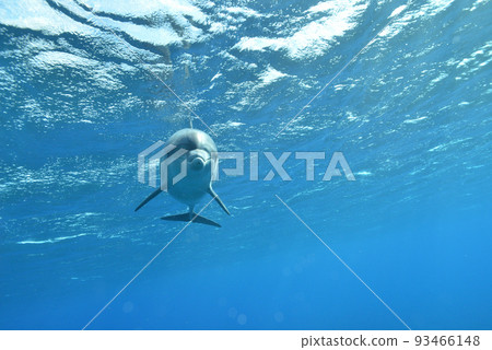 南寬吻海豚在海中迎頭前行 南寬吻海豚在海中迎頭前行 93466148