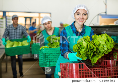 Female worker standing with fresh lettuce in her hands Female worker standing with fresh lettuce in her hands 93466163