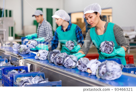 Female employee working on conveyor line sorting red cabbages Female employee working on conveyor line sorting red cabbages 93466321