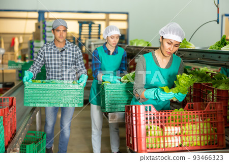 Woman in uniform during sorting lettuce at warehouse at vegetable factory 93466323