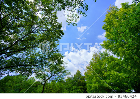 Summer, the sky peeking through the big trees Summer, the sky peeking through the big trees 93466424